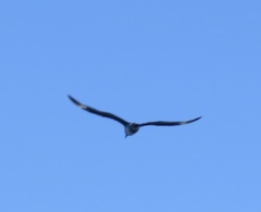 Stercorarius pomarinus