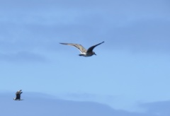 Stercorarius pomarinus