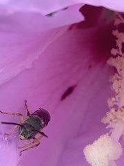 Agapostemon splendens