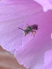 Agapostemon splendens