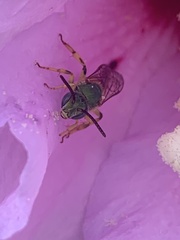 Agapostemon splendens