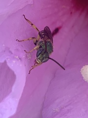 Agapostemon splendens