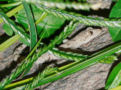 Mediodactylus heterocercus