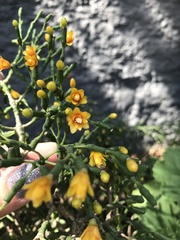 Hatiora salicornoides