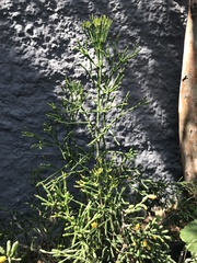 Hatiora salicornoides