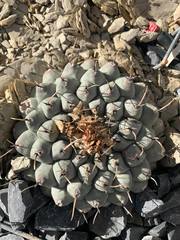 Thelocactus rinconensis