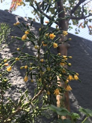 Hatiora salicornoides
