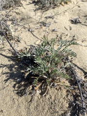 Artemisia ledebouriana