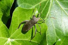 Elasmopoda alata