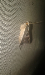 Sphingomorpha chlorea