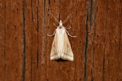 Microtheoris