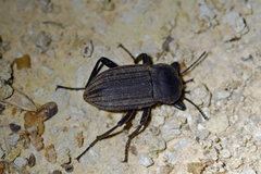 Eleodes tricostata
