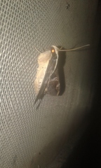 Sphingomorpha chlorea