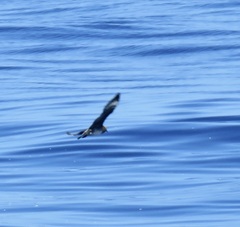 Stercorarius parasiticus