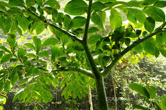 Amorphophallus titanum