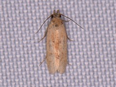 Anacampsis fullonella