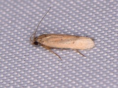 Anacampsis fullonella