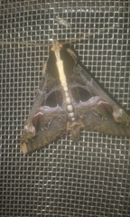 Sphingomorpha chlorea