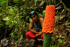 Amorphophallus titanum