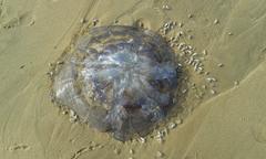 Eupilema inexpectata