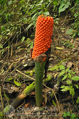 Amorphophallus titanum
