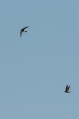 Apus affinis theresae