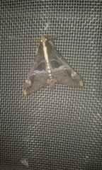 Sphingomorpha chlorea