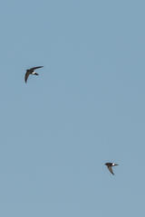 Apus affinis theresae