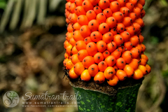Amorphophallus titanum