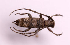 Eunidia aspersa