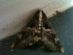 Sphingomorpha chlorea