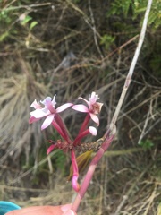 Epidendrum secundum