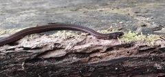 Tantilla melanocephala