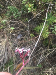 Epidendrum secundum