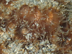 Polycyathus chaishanensis