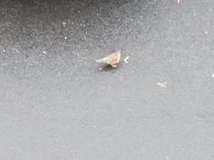 Turdus iliacus coburni