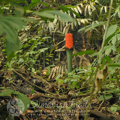 Amorphophallus titanum