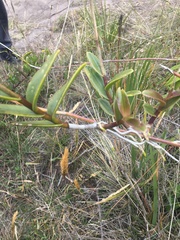 Epidendrum secundum