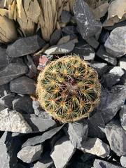 Coryphantha delicata