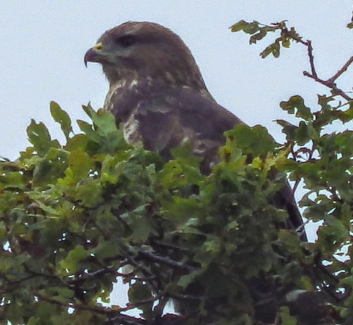 Busardo ratonero (Buteo buteo)