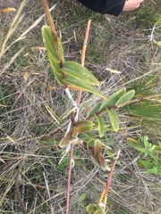 Epidendrum secundum