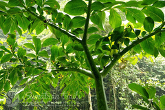 Amorphophallus titanum