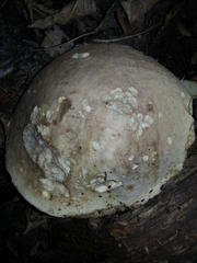 Leccinum duriusculum