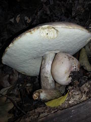 Leccinum duriusculum