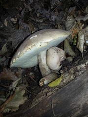 Leccinum duriusculum