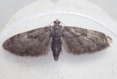 Eupithecia tripunctaria