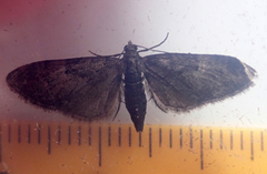 Eupithecia tripunctaria