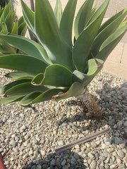 Agave attenuata