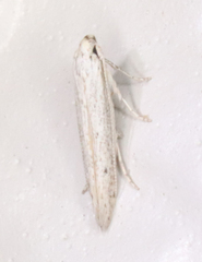 Haplochrois bipunctella