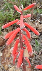 Gonialoe variegata